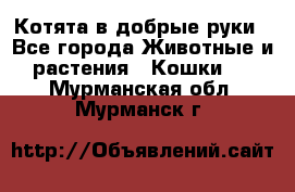 Котята в добрые руки - Все города Животные и растения » Кошки   . Мурманская обл.,Мурманск г.